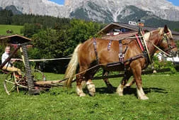 Bauernherbst Maria Alm 2019 Bild 19