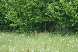 Almausflug auf die Hinterjetzbachalm Bild 44