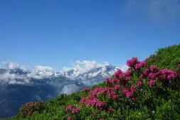 Almausflug Tödlingalm Bild 4