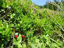 Almausflug-Elmaualm Bild 1