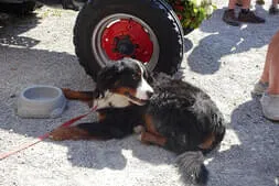 Oldtimertreffen Lofer Bild 33