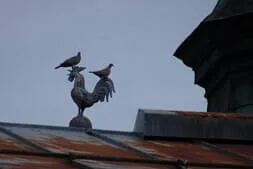Käferweihe St. Johann  Bild 34