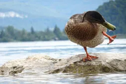 Wadholz-Classik 2026 Bild 2