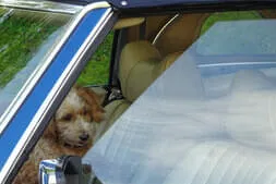 Mehringer_Oldtimertreffen Bild 4